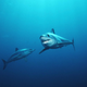 Shortfin mako sharks.